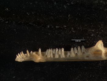 Media type: image;   Herpetology R-66857